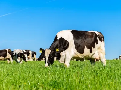 Cows on a farm